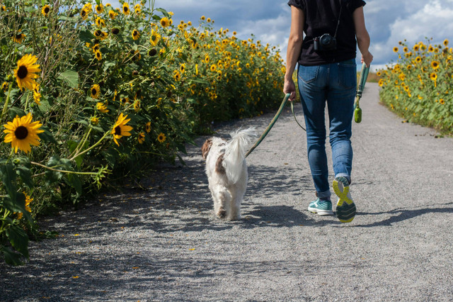 Ilustrasi Perawatan untuk Kaki Anjing. Sumber: Unsplash