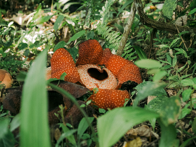 Tumbuhan Endemik Hujan Tropis