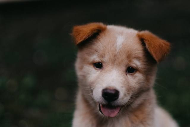 Bahaya Caplak pada Anjing. Foto Hanya Ilustrasi. Sumber Foto: Unsplash.com/Hanny Naibaho