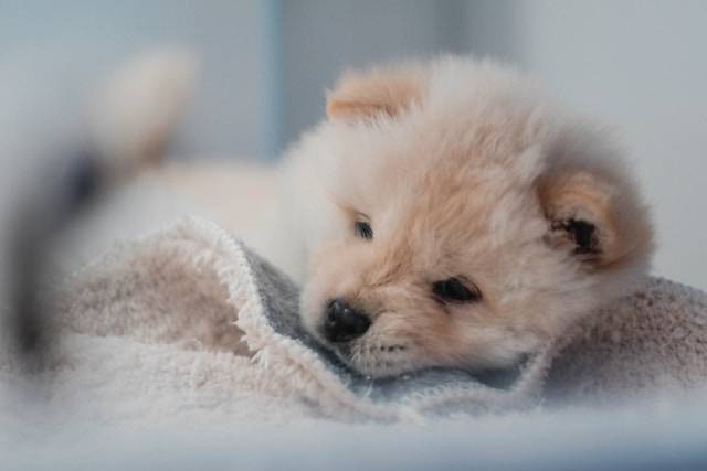 Arti Posisi Tidur Anjing. Foto Hanya Ilustrasi. Sumber Foto: Unsplash.com/Samuel Sng