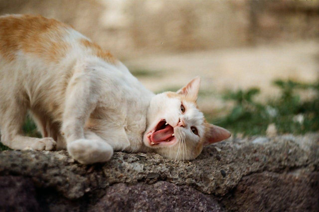 ilustrasi ciri kucing birahi. Sumber foto: pexels