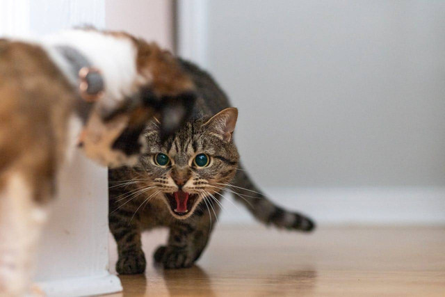 ilustrasi kucing marah (Pexels)