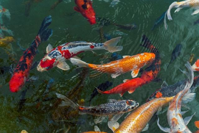 Penyebab Ikan Koi Flashing. Foto Hanya Ilustrasi. Sumber Foto: Unsplash.com/Alejandro Aro