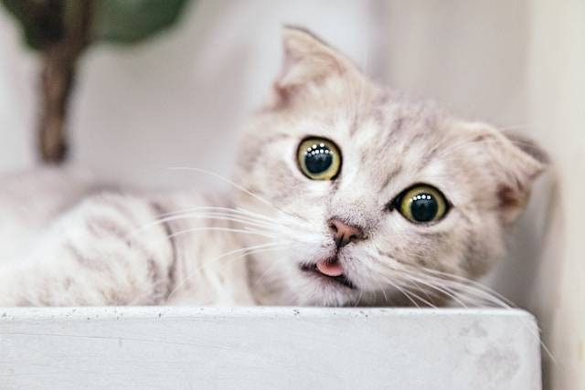 Penyebab Kenapa Kucing Mengeluarkan Air Liur Terus-terusan. Foto Hanya Ilustrasi. Sumber Foto: Unsplash.com/Tran Mau Tri Tam