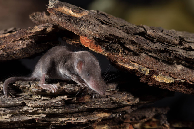 Tikus Etruria dengan nama ilmiah Suncus etruscus. Foto: Shutterstock