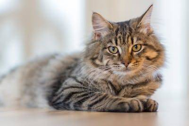 Ilustrasi penyebab kucing hamil tidak mau makan. Foto: Pexels