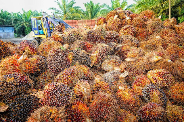 Sumber Foto:  https://pixabay.com/id/photos/telapak-minyak-buah-latar-belakang-1464654/