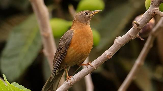 Ilustrasi cara ternak burung anis. Foto: Francisco Corado Rivera/Pixabay