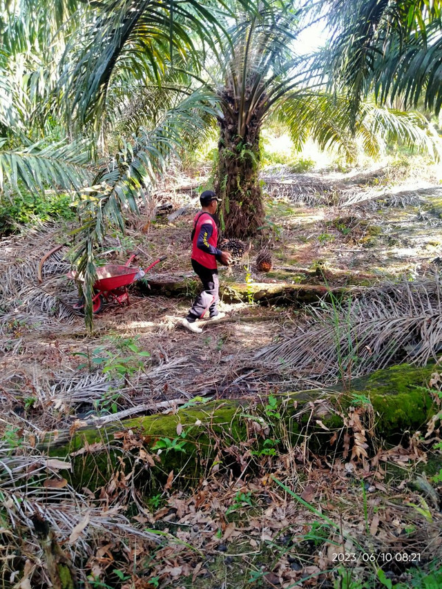 Ilustrasi pemeliharaan tanaman menghasilkan kelapa sawit oleh seorang pekerja. Foto: Dokumentasi Pribadi (2023)