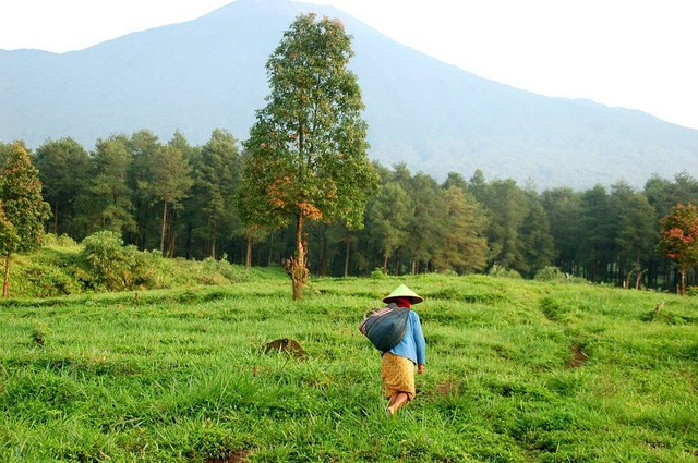 Ilustrasi bagaimana pengaruh iklim terhadap keragaman sosial budaya di indonesia - Sumber: pixabay.com/belajatiraihanfahrizi