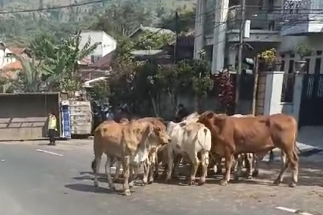 Sapi-sapi berhamburan ke tengah jalan usai truk yang ditumpangi terguling di Kab Bandung, Minggu (5/5/2024). Foto: Dok. Istimewa