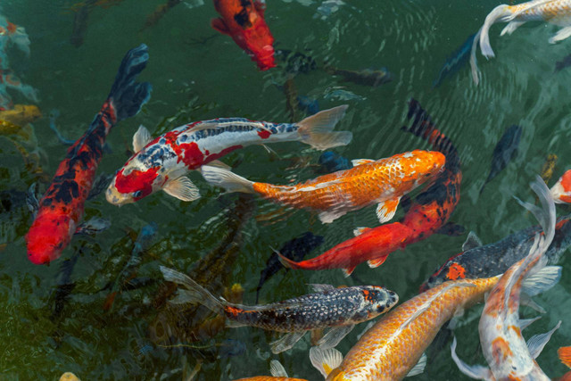 Ilustrasi kolam ikan koi. Sumber foto: Unsplash