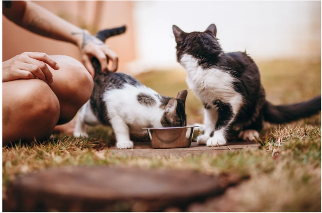 Ilustrasi: Perbedaan Makanan Kucing Dewasa dan Kitten. Sumber: Helena Lopes/Pexels.com