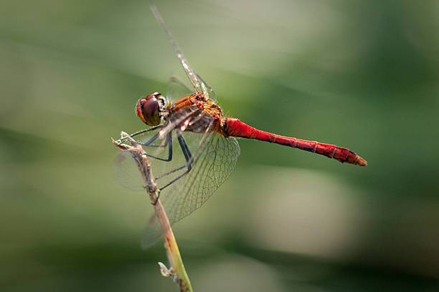 Gambar capung sebagai bioindikator lingkungan sekitarnya (sumber: istockphoto.com)