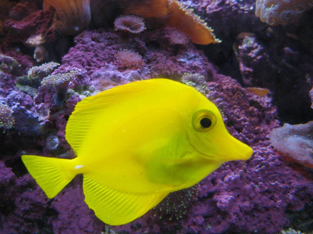 ilustrasi ikan Yellow Tang (Pixabay)