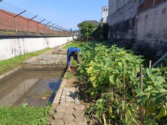 Kemandirian dan Keterampilan: Narapidana Lapas Magelang Lewat Program Pertanian