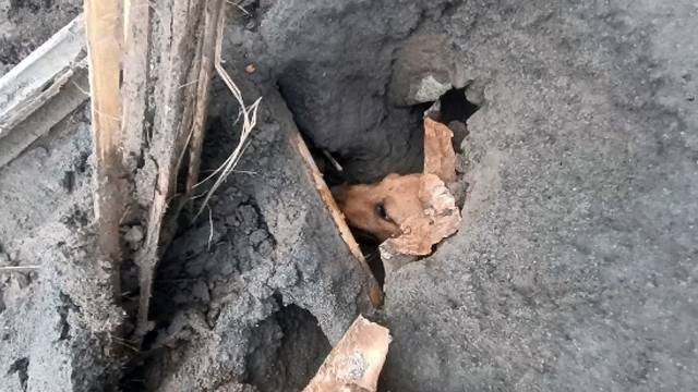 Seekor anjing yang terjebak reruntuhan bangunan dan juga sisa lahar dingin dari erupsi Gunung Ruang di Kabupaten Sitaro.