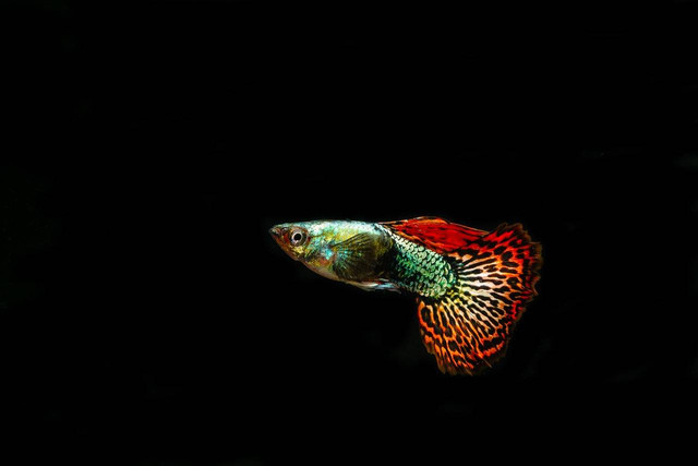 ilustrasi ikan guppy mozaik (Pixabay)