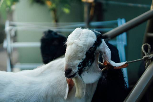 Ilustrasi kambing kurban. Foto: Unsplash. 