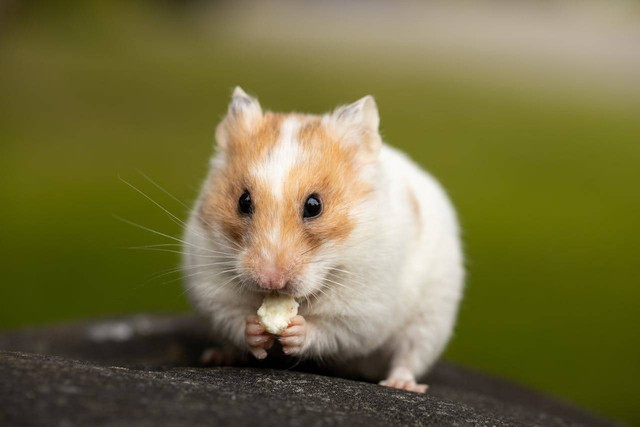 ilustrasi jenis buah untuk hamster (Pexels)