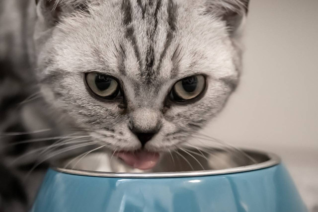 Ilustrasi ciri-ciri wet food kucing basi. Sumber: pixabay