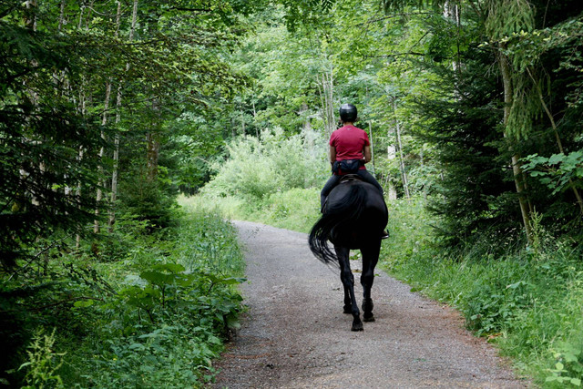 Ganesha H Equestrian. Foto hanya ilustrasi, bukan tempat sebenarnya. Sumber: Unsplash/beth macdonald