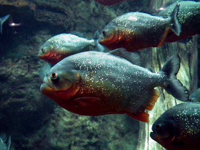 Ilustrasi apakah ikan piranha bisa dimakan. Sumber: pixabay