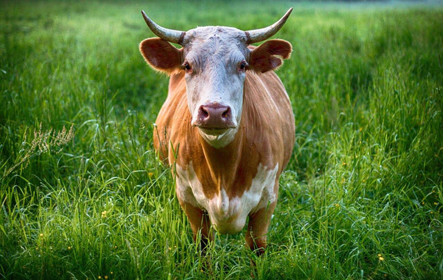 Berapa usia minimal sapi kurban. Foto hanya ilustrasi, bukan yang sebenarnya. Sumber: Pexels/Pixabay