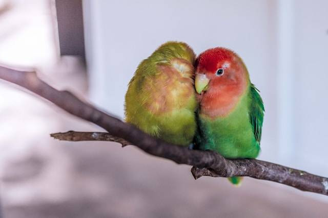 Penyebab Lovebird Cabut Bulu. Foto Hanya Ilustrasi. Sumber Foto: Unsplash.com/Isaac Benhesed