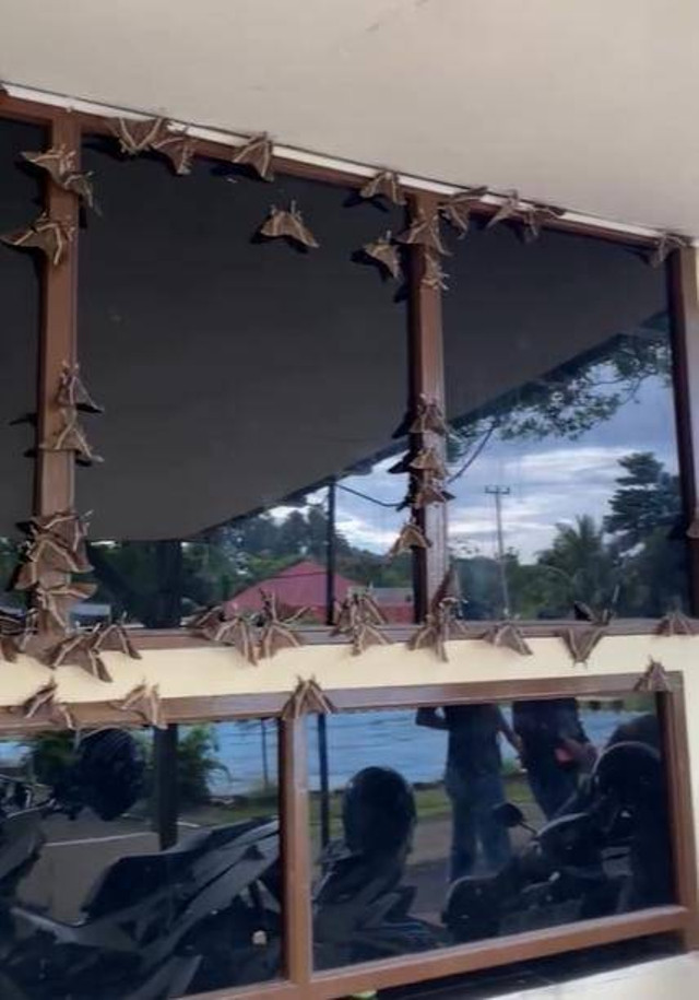Fenomena ribuan kupu-kupu besar hinggap di Mako Polres Mentawai. Foto: Dok Instagram humas_polres_mtw