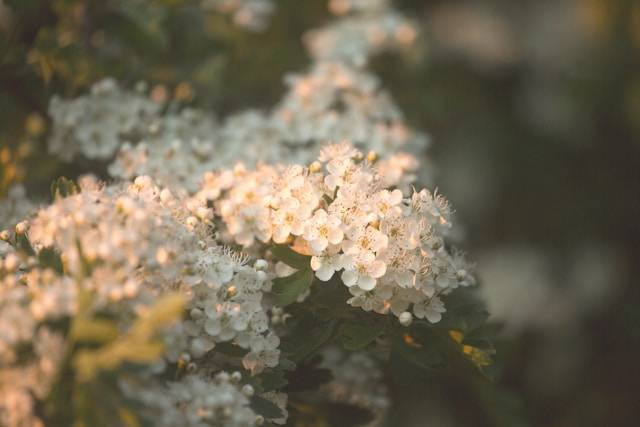 Ilustrasi bunga hawthorn. Foto: Unsplash. 