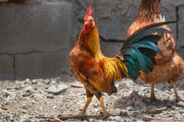 Ilustrasi cara memberi makan ayam di harvest town, sumber foto: Enrique by pexels.com