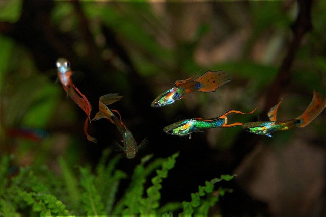 ilustrasi ikan guppy (Pixabay)