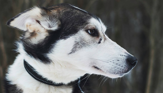 Ilustrasi anjing alaska malamute. Sumber foto: Unsplash