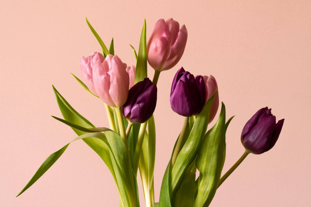 Ilustrasi Bunga Tulip Berasal dari Negara. Sumber: Unsplash.com/Earl Wilcox