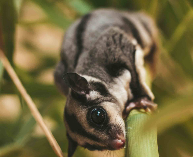 Ilustrasi sugar glider (Pixabay)