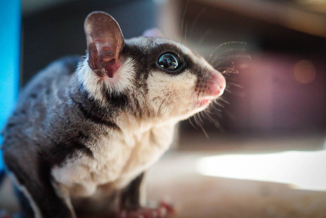 ilustrasi menjemur sugar glider (Pixabay)