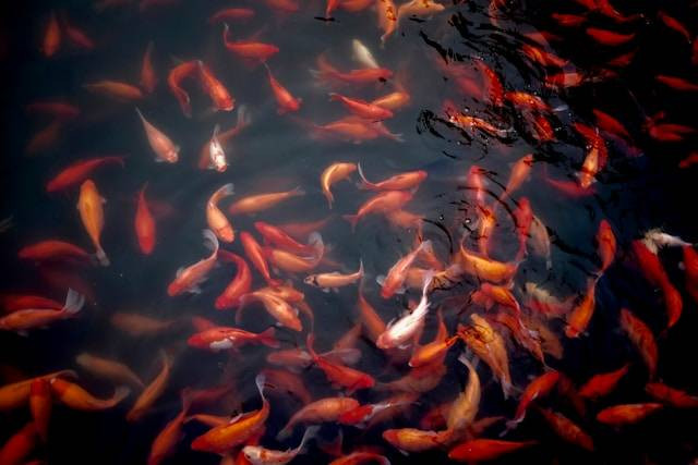 Tempat yang Digunakan untuk Memelihara Ikan Konsumsi Disebut Kolam. Foto Hanya Ilustrasi. Sumber Foto: Unsplash.com/Jeremy Cai