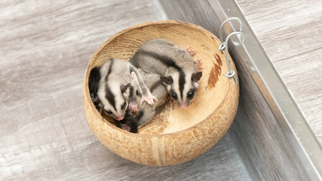 Ilustrasi makanan sugar glider. Sumber foto: Unsplash