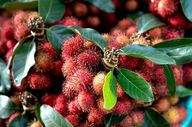 Ilustrasi berapa lama rambutan binjai berbuah?, sumber foto: Quang Nguyen Vinh by pexels.com