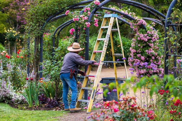 Ilustrasi seorang kakek di kebun bunga (sumber: https://www.pexels.com/photo/a-person-with-a-ladder-in-a-garden-17209161/)