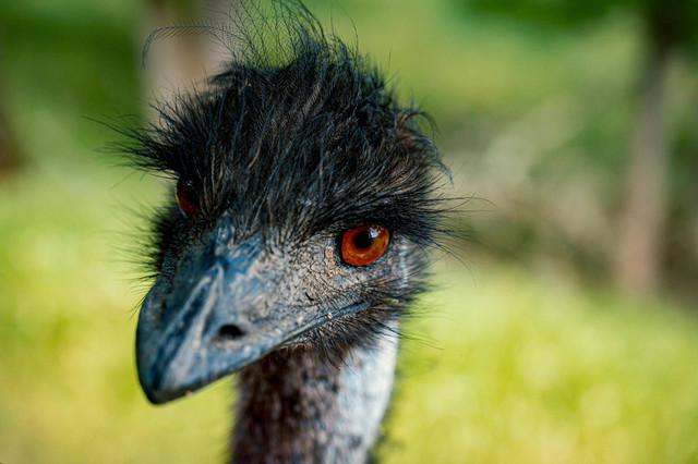 Sabtu, 11 Mei 2024. Foto oleh Brett Sayles pada website Pexels, https://www.pexels.com/photo/selective-focus-close-up-photo-of-emu-head-2561202/