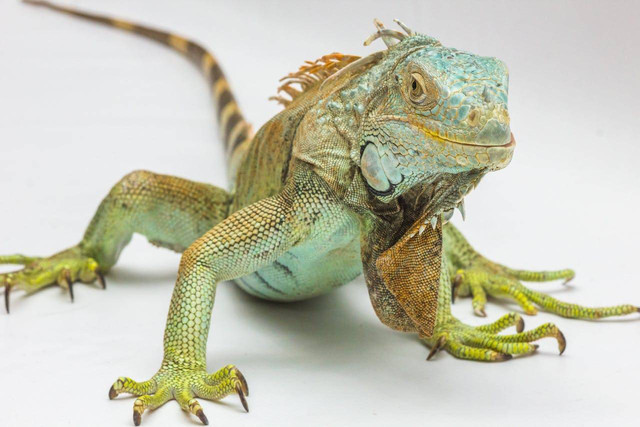 ilustrasi iguana (Pexels)