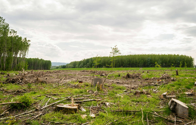 Zoran Milosavljevic (2022), View of felled trees in the forest, foto: pixels.com