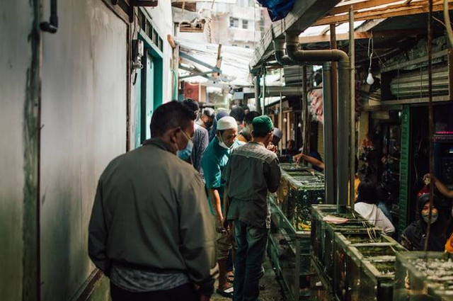 Pasar Ikan Hias Parung (Foto hanya ilustrasi, bukan tempat sebenarnya) Sumber: unsplash.com/ shot ed