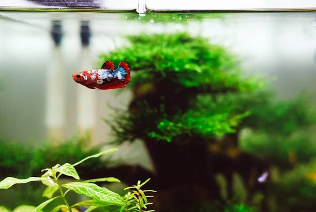Ilustarsi Pasar Ikan Hias Semarang, bukan tempat sebenarnya. Sumber: Huy Phan / Unsplash