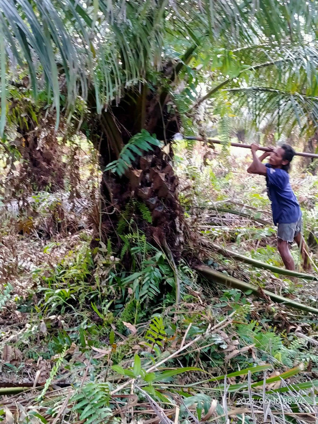 Seorang pekerja sedang memanen TBS kelapa sawit. Foto: Dokumentasi Pribadi (2023)