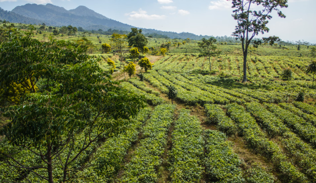 Asstro Highlands Ciater. Foto hanya ilustrasi, bukan tempat sebenarnya.Sumber: Unsplash/Levi Ari Pronk