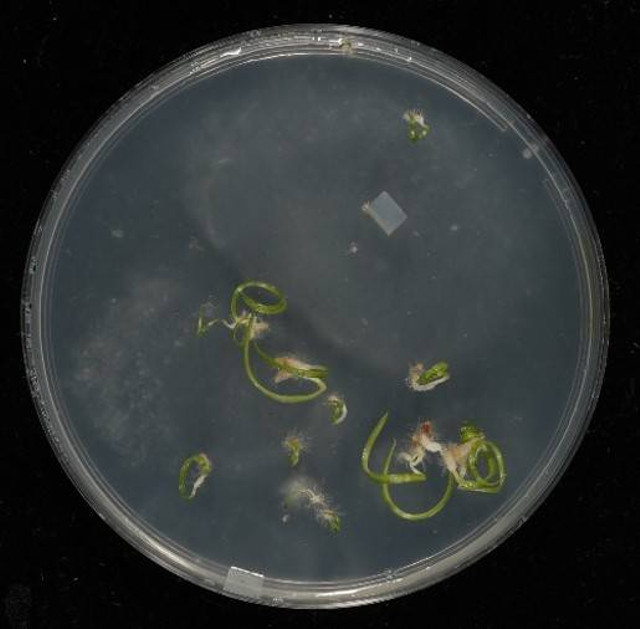 Germinasi biji anggrek menggunakan jamur mikoriza secara in-vitro di laboratorium (Foto: koleksi pribadi)