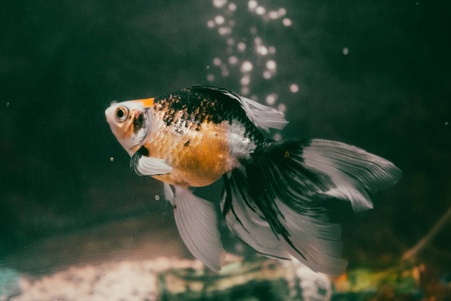 Ilustrasi ikan hias sapi air. Sumber foto: Unsplash